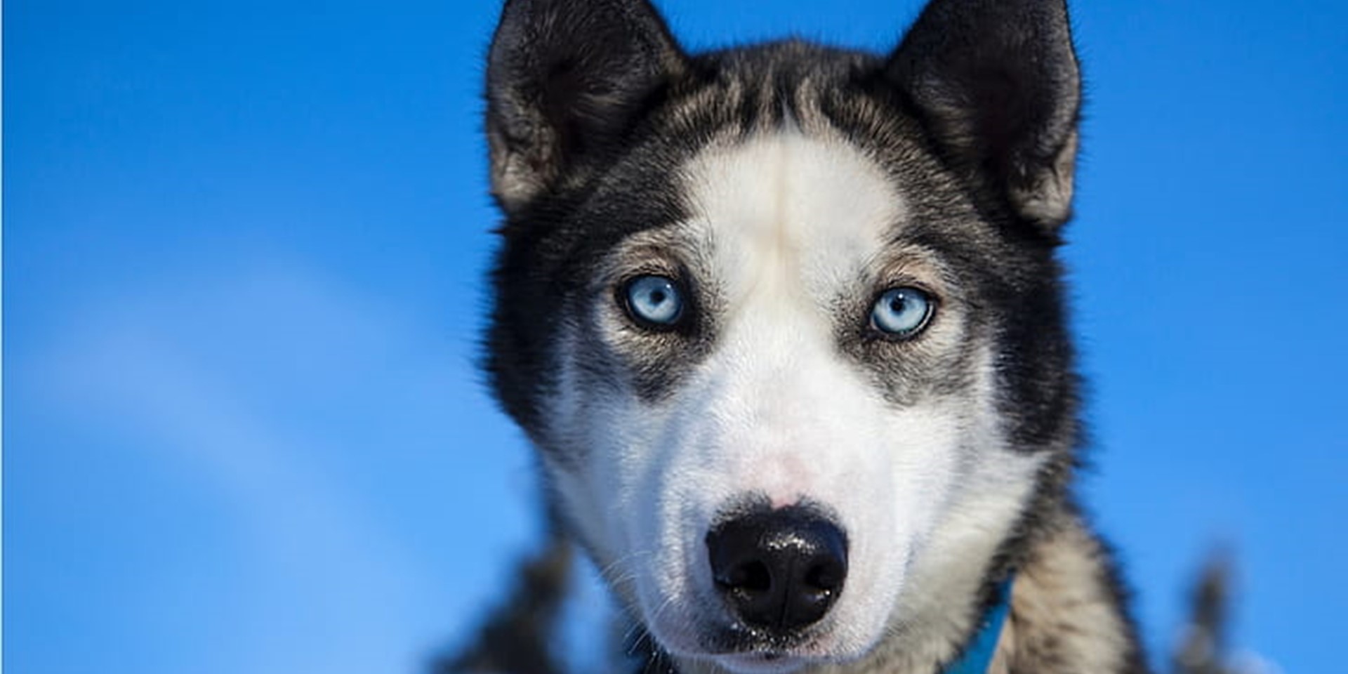 Huski qui regard ver la caméra